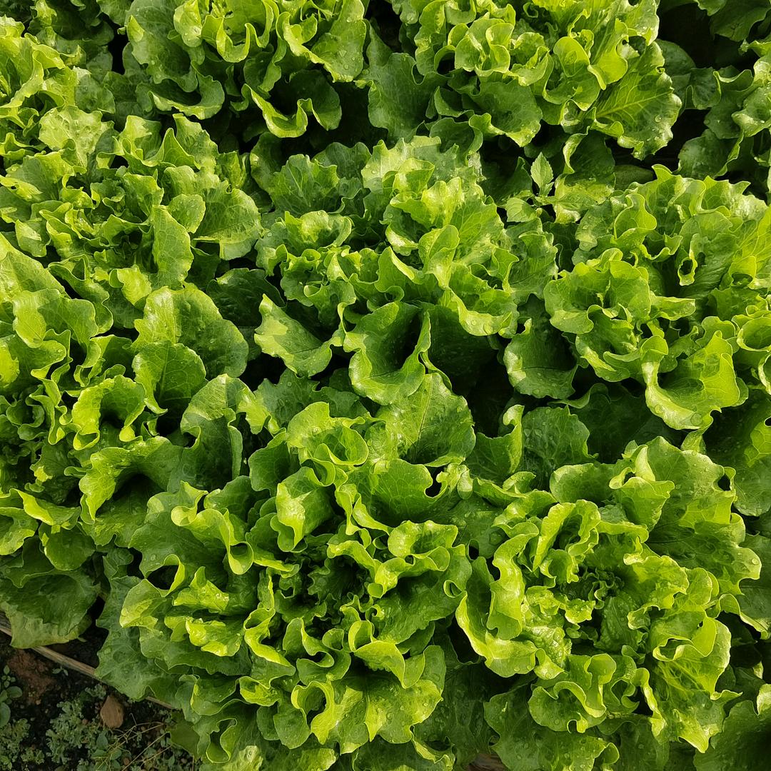 单身情哥各种蔬菜种值{姓易}