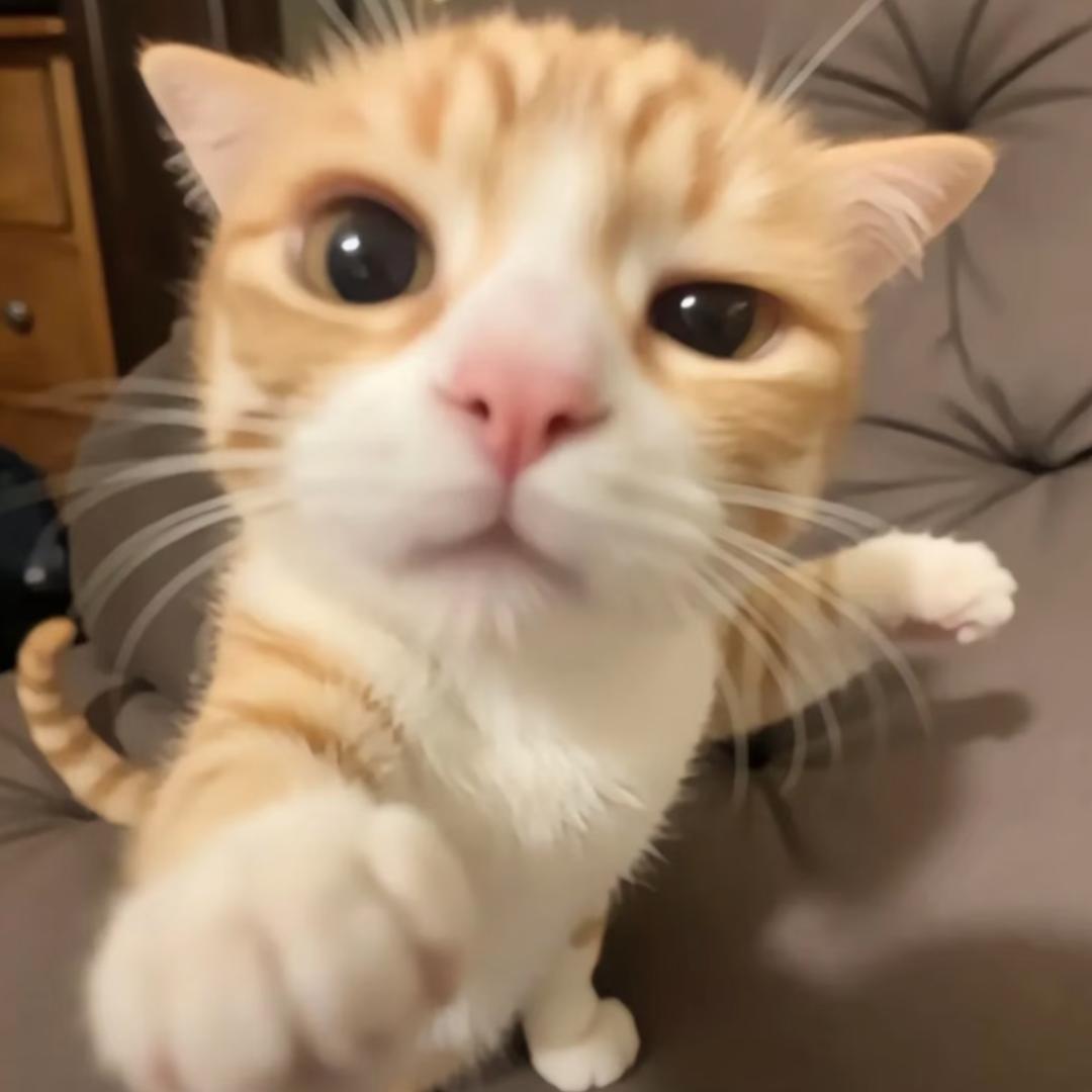 楚诗槿