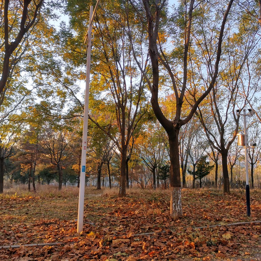 糖醋麻辣大土豆