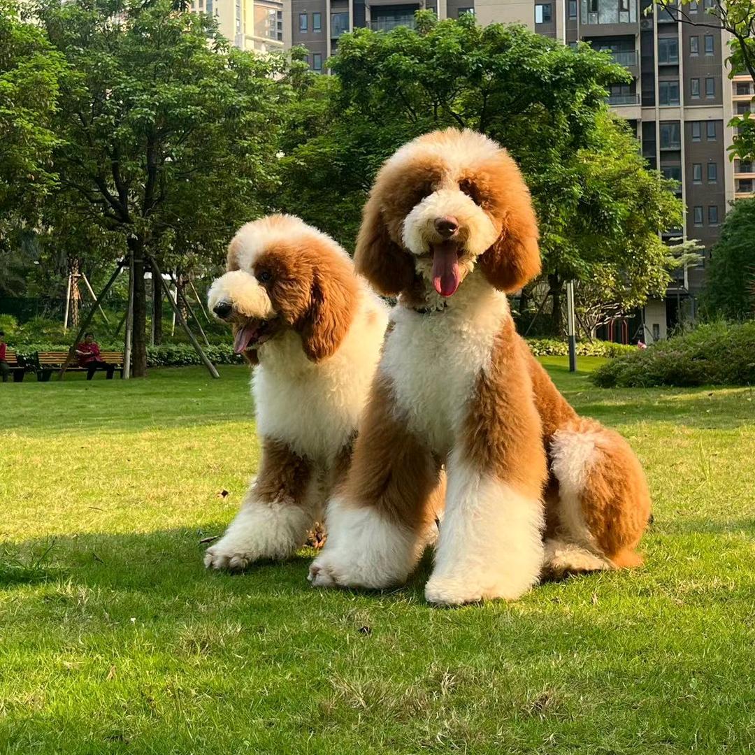 巨贵小团团
