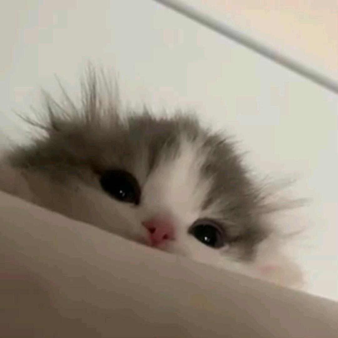 猫猫柠檬茶头像