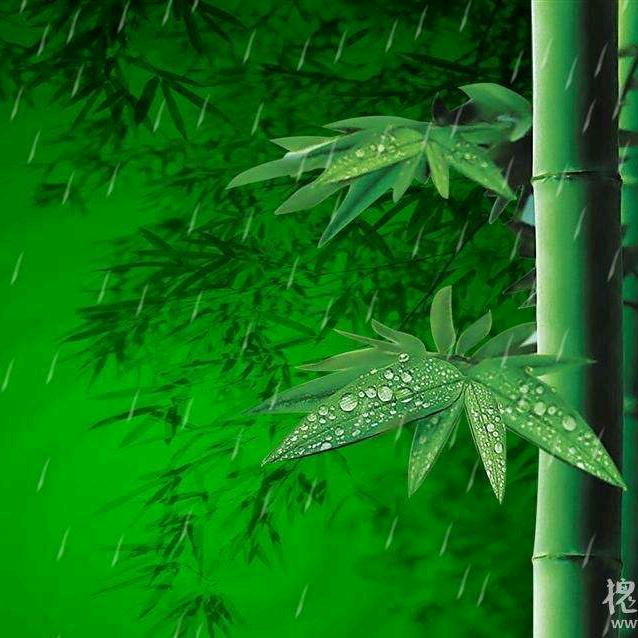 竹林听雨
