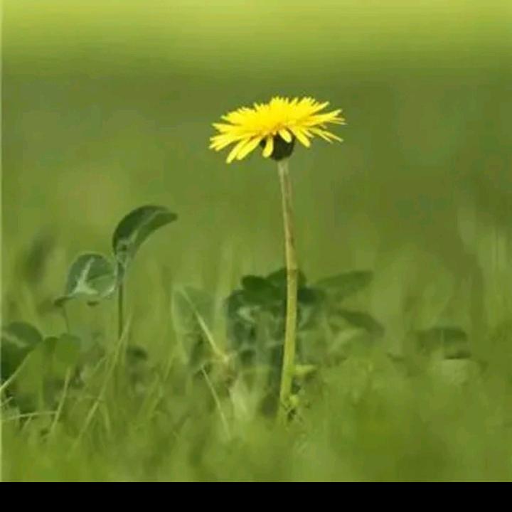 卷柏