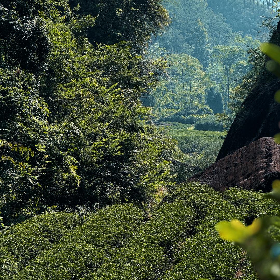 挣大乾茶叶商行