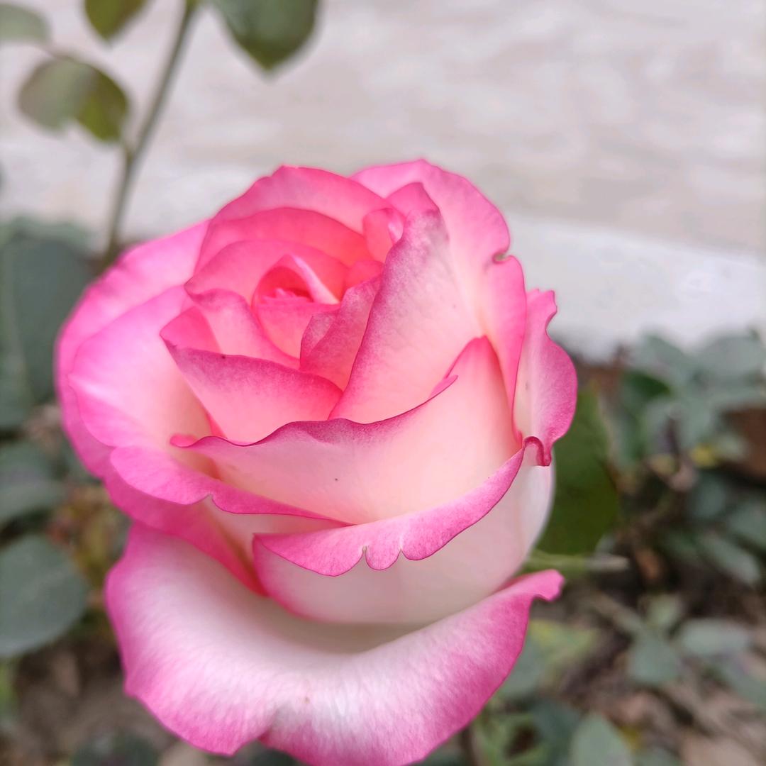 哥，只是传说