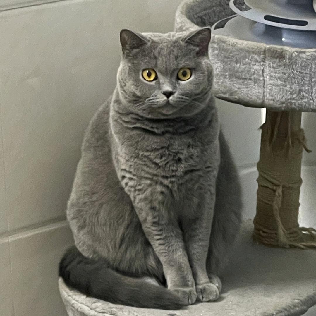 东邦猫咪吕叁叁