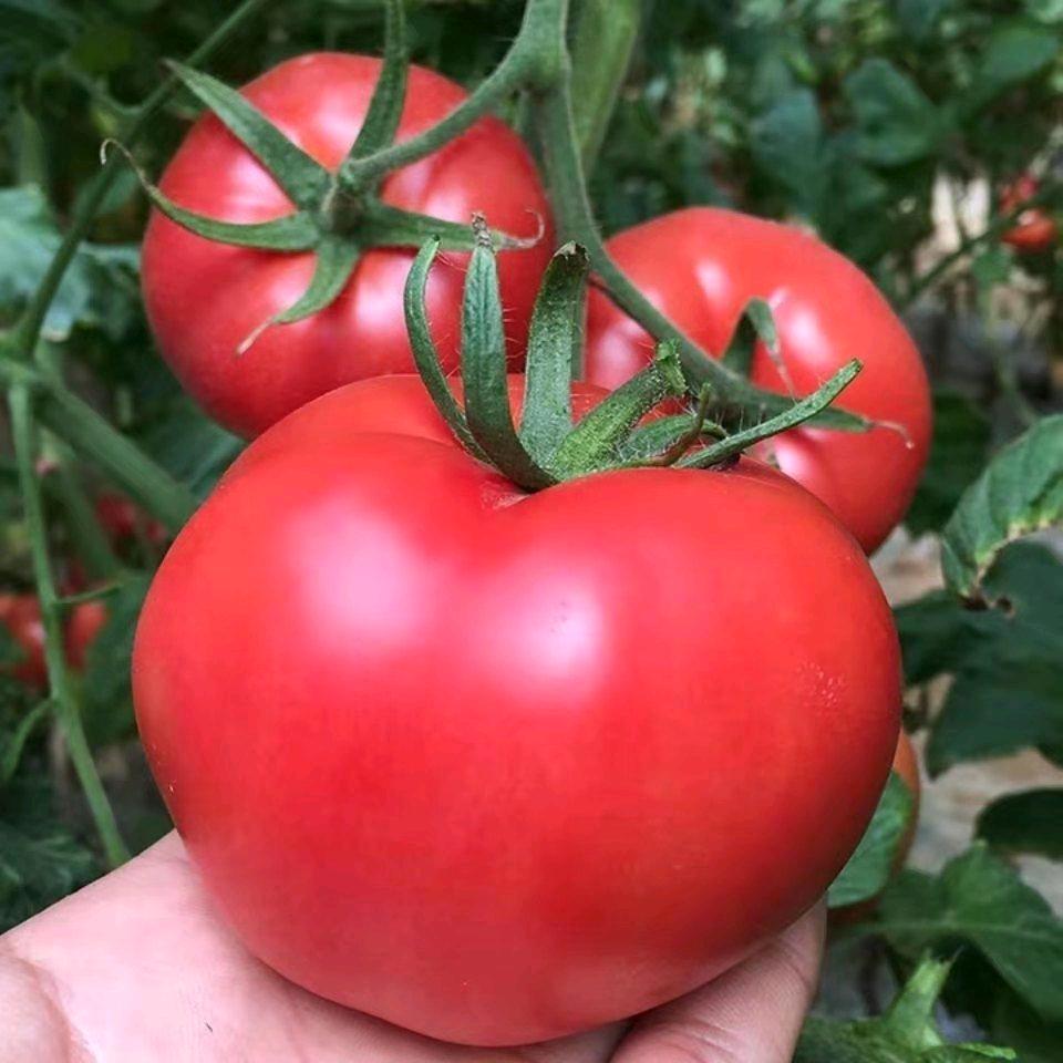 乐福祝您柿柿如意🍅