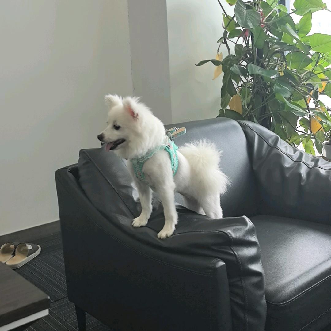 玖隆蛋总