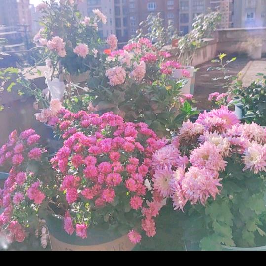 花的世界
