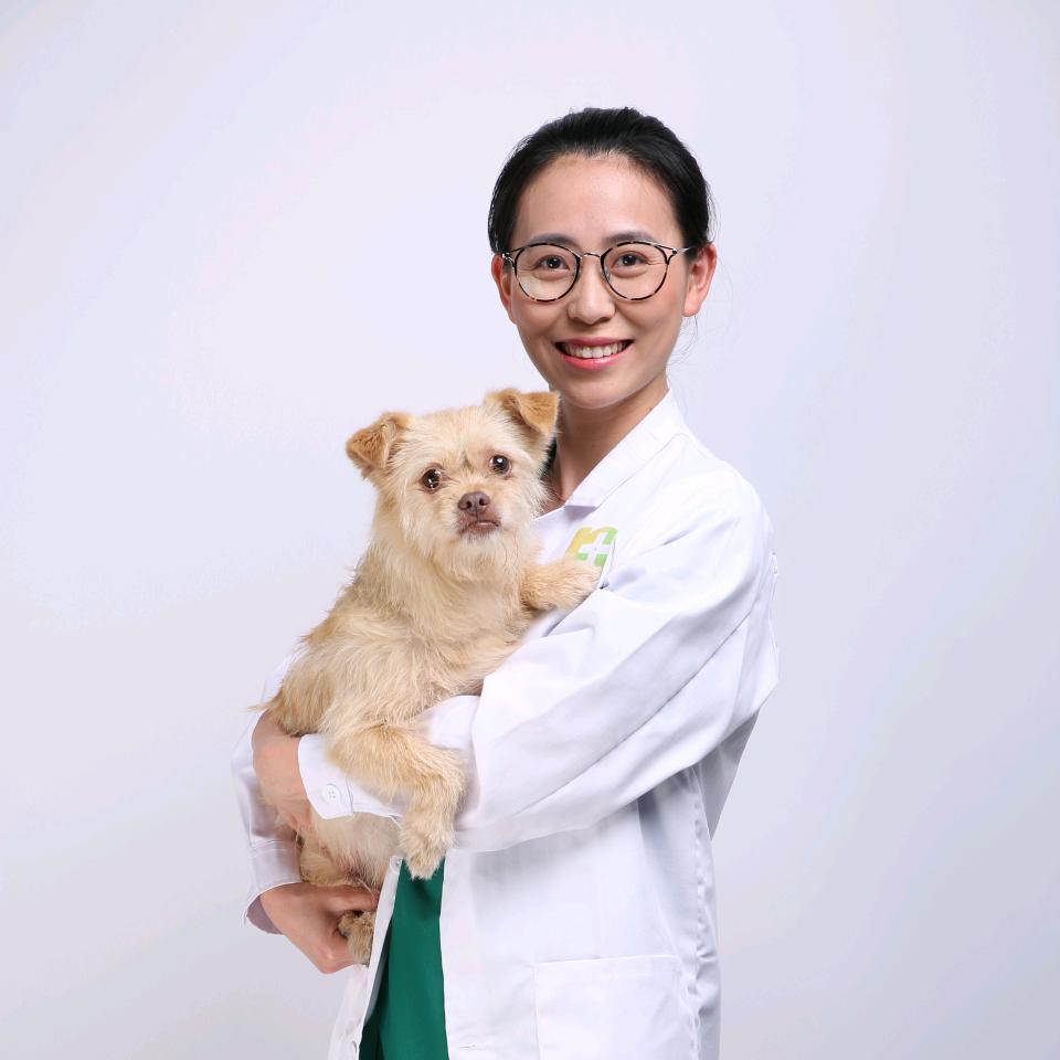 宠医陈兴慧