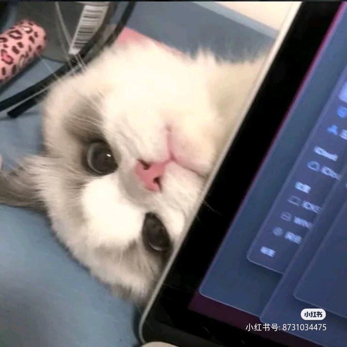 菠萝鸡腿堡🍔🧩