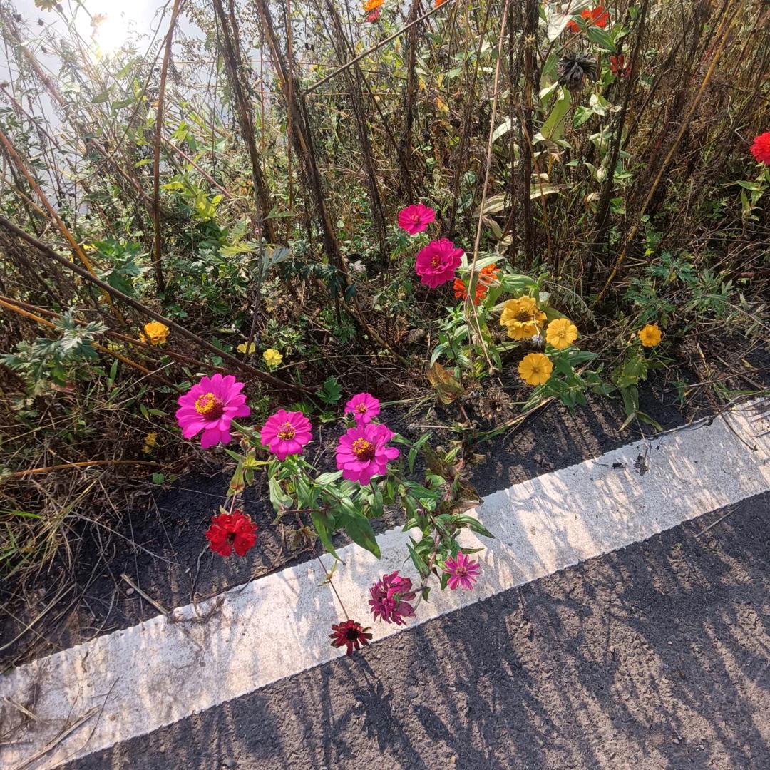 幸运草*%。,(aR首)