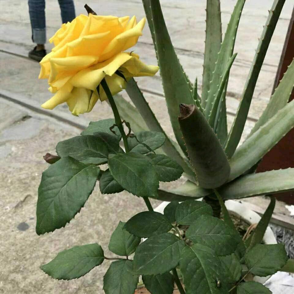 日落西山你不陪，东山再起你是谁