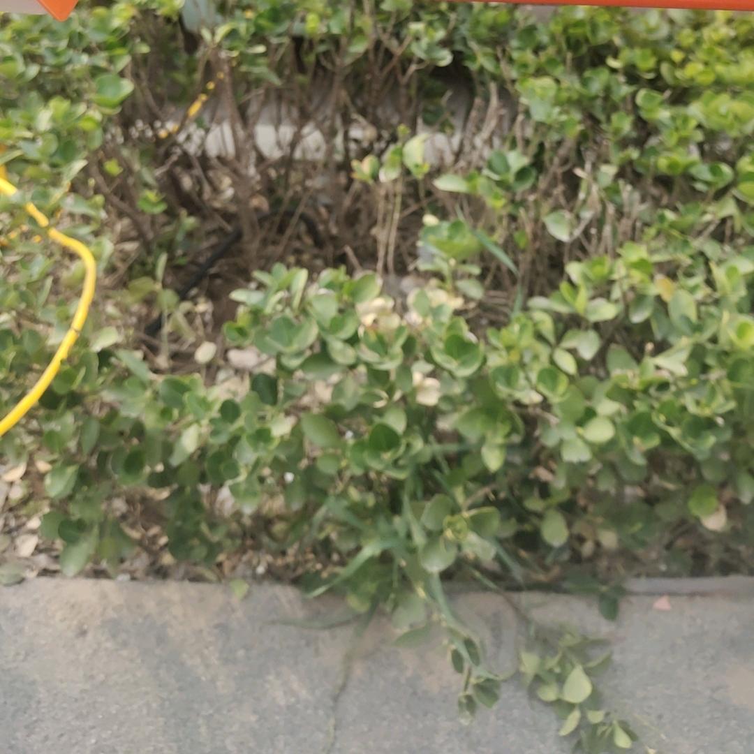 甜饼软糖姐