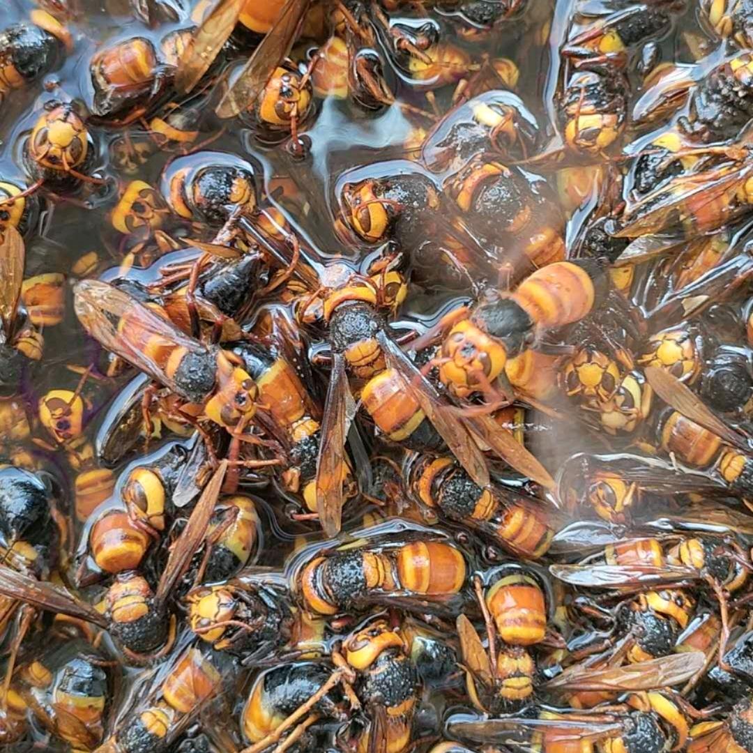 野外找蜂