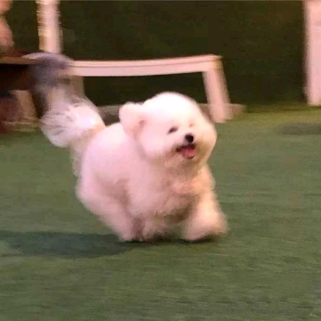 咚隆隆咚锵🍪