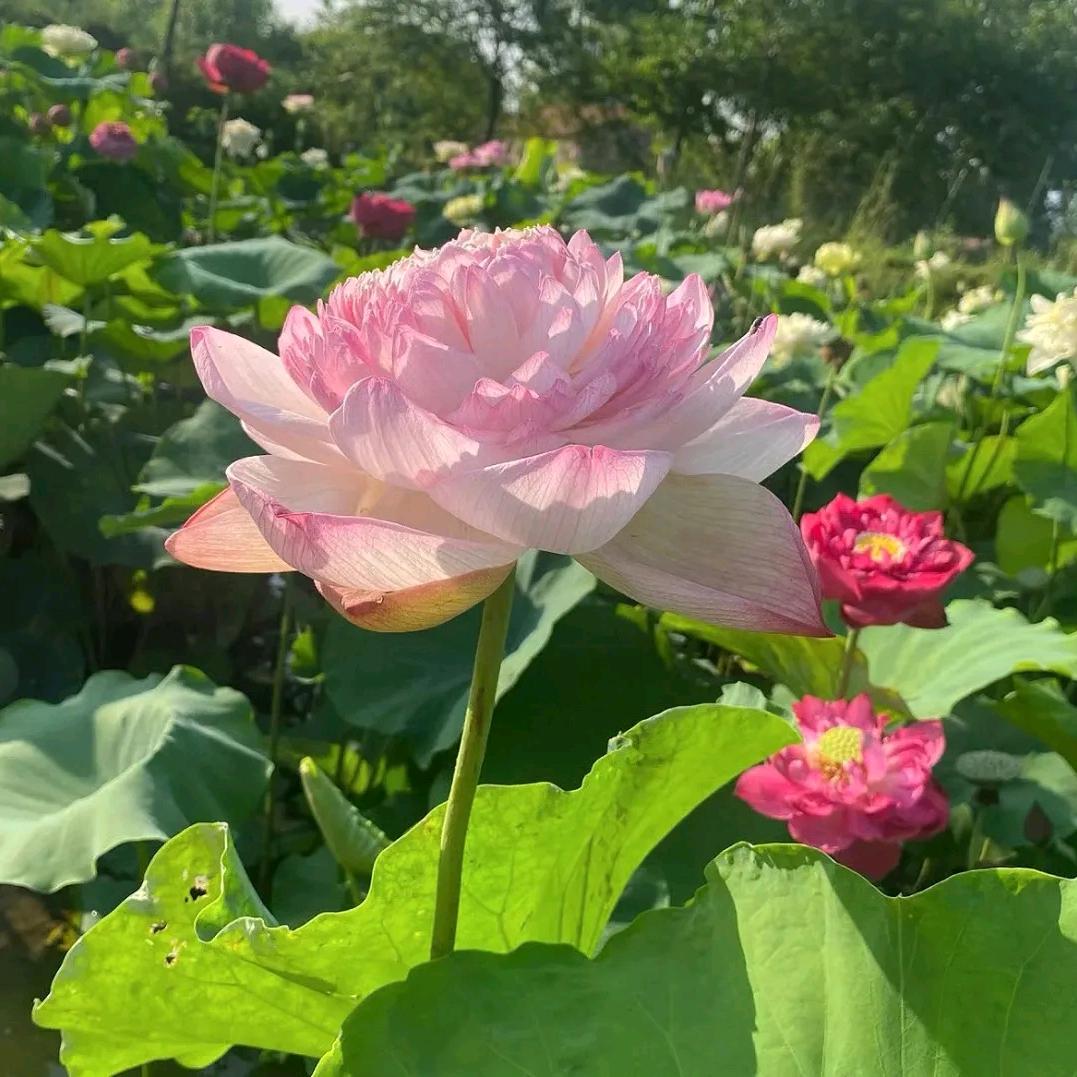 村里一枝花.