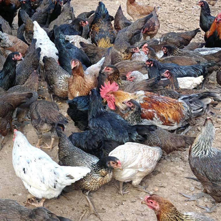 版纳散养傣鸡啊明