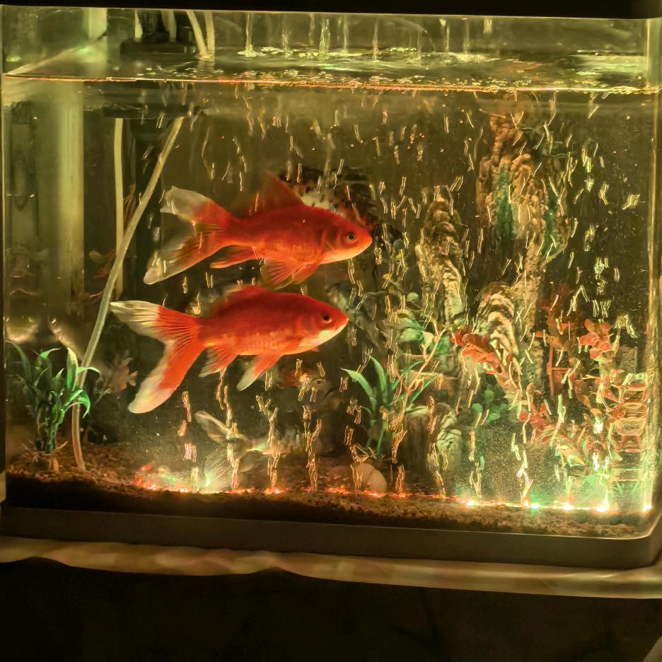 选择性知忆☃🐣