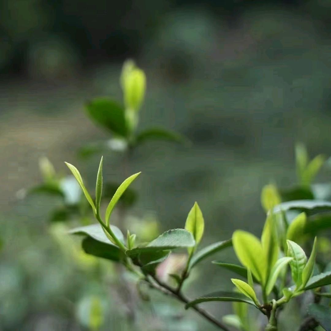 岩乡岩茶厂刘宝金