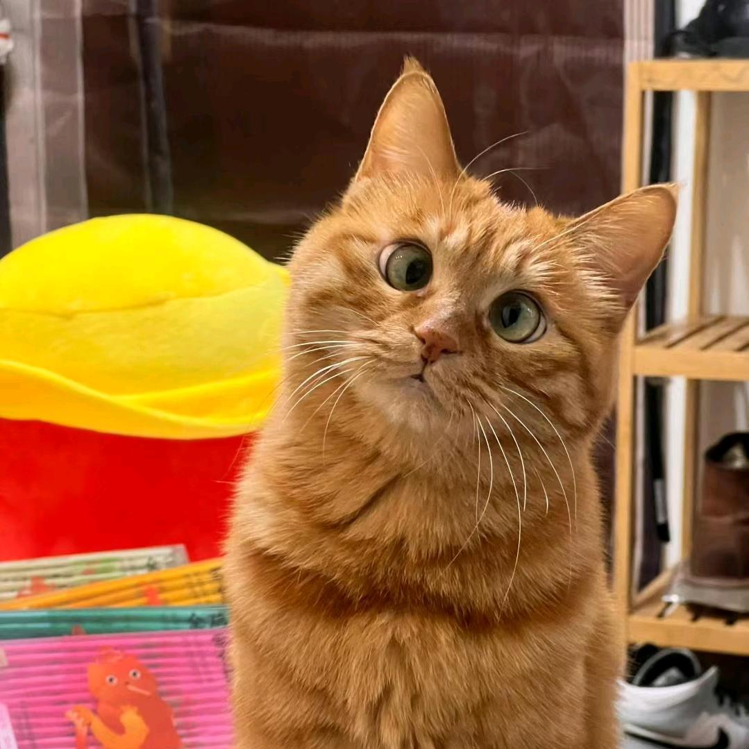 猫村
