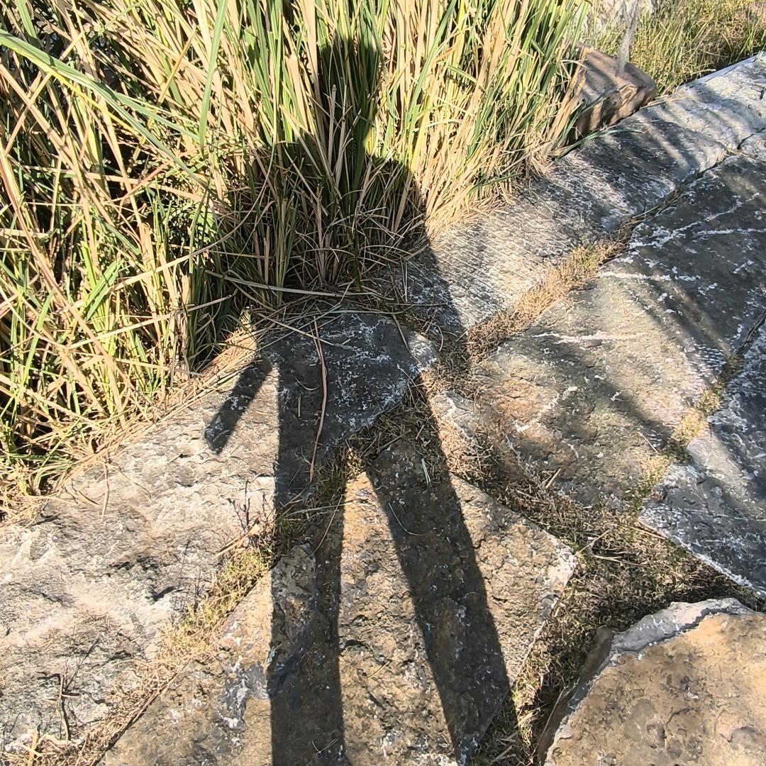 晚疯
