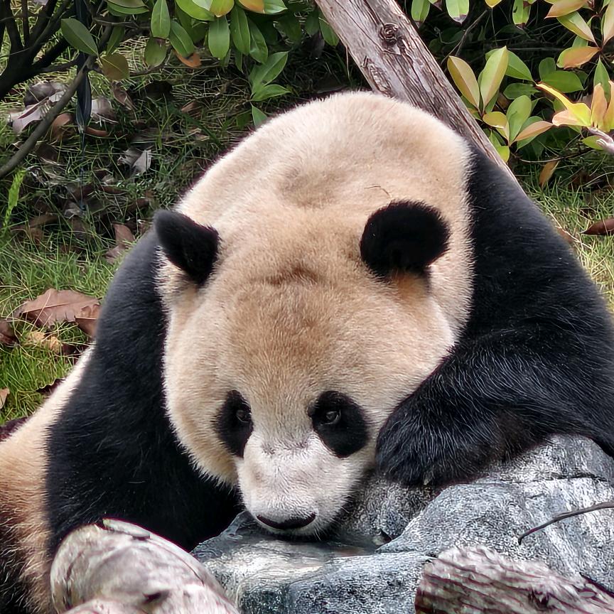 凡人不凡