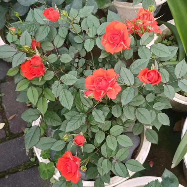 平平(一位兵妈妈〉