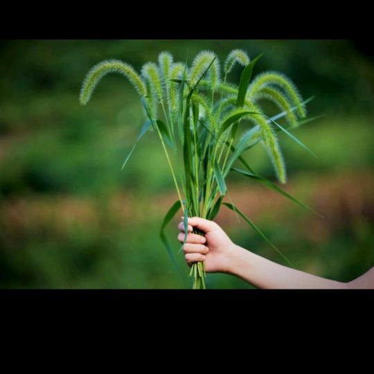 狗尾巴草