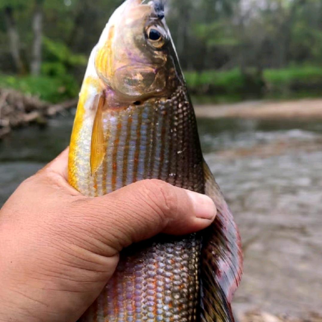 🚬᭄ℯ⃝荒野ღꦿ꯭鱼影᭄