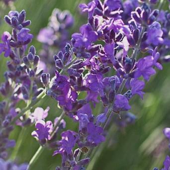 晶晶要暴富暴瘦变美