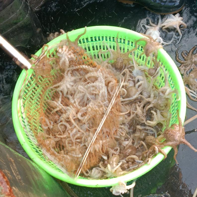 静心姐