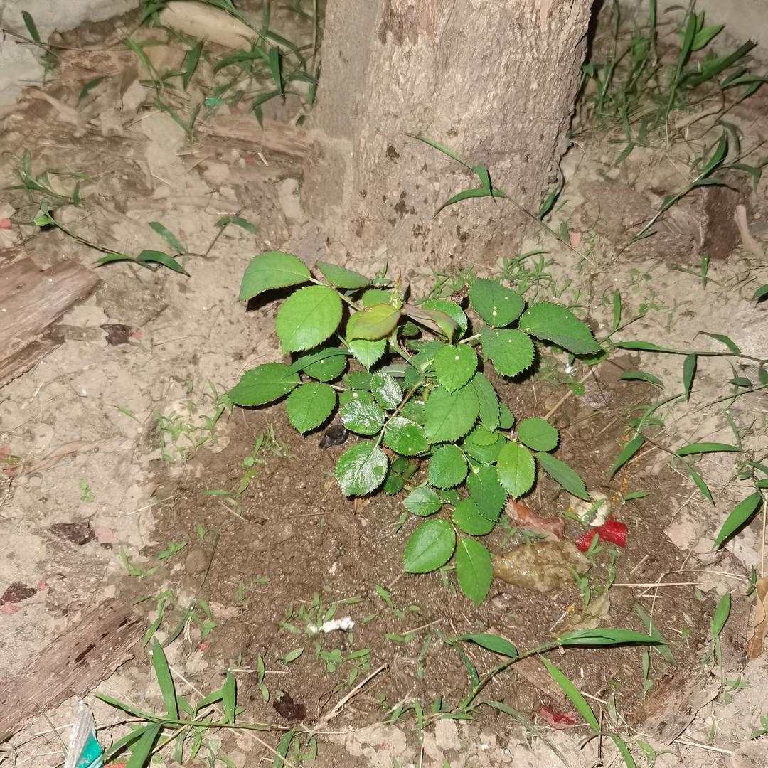 后羿的太阳