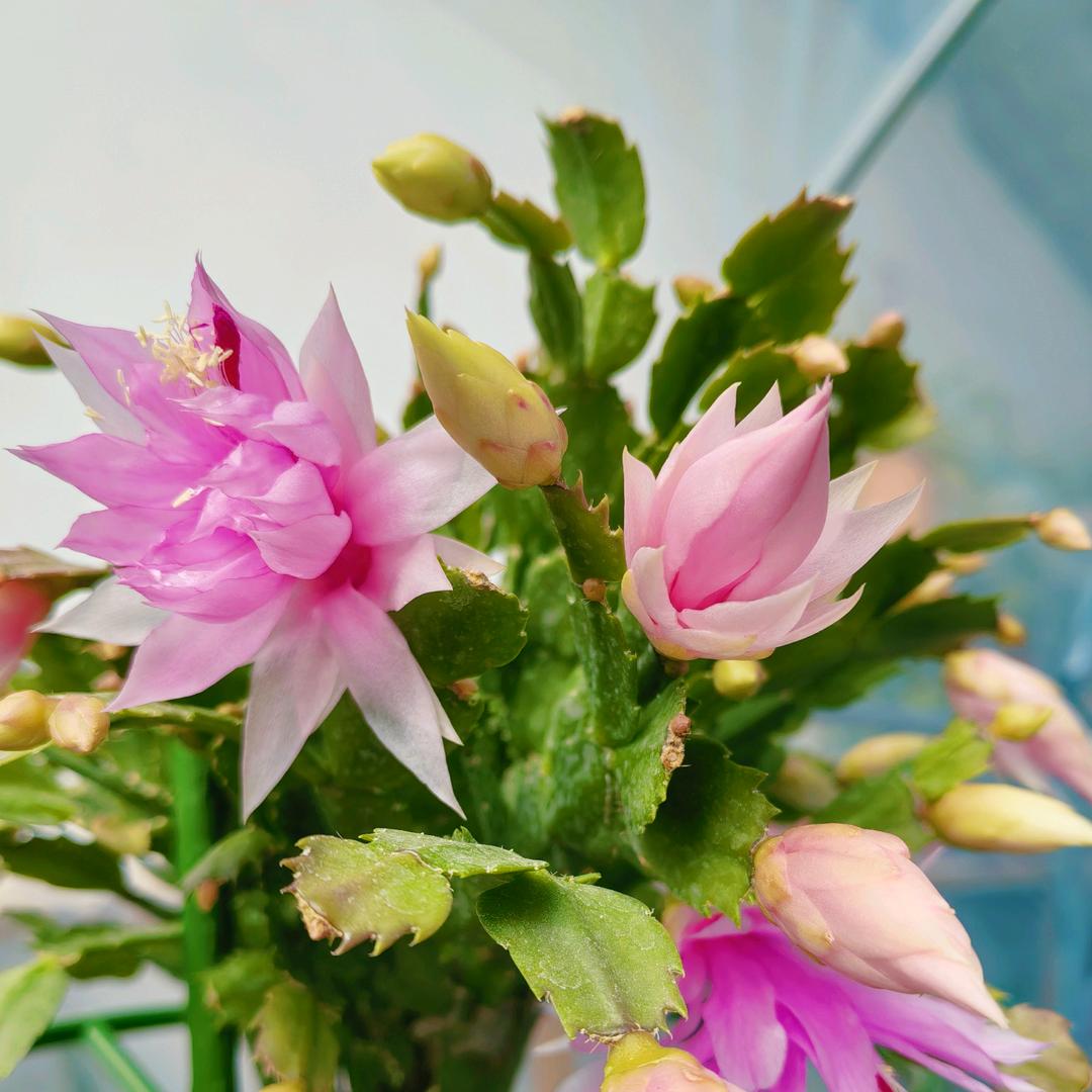 波哥家庭绿植（交流）