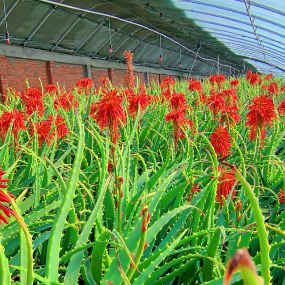 吉林木立芦荟种植基地