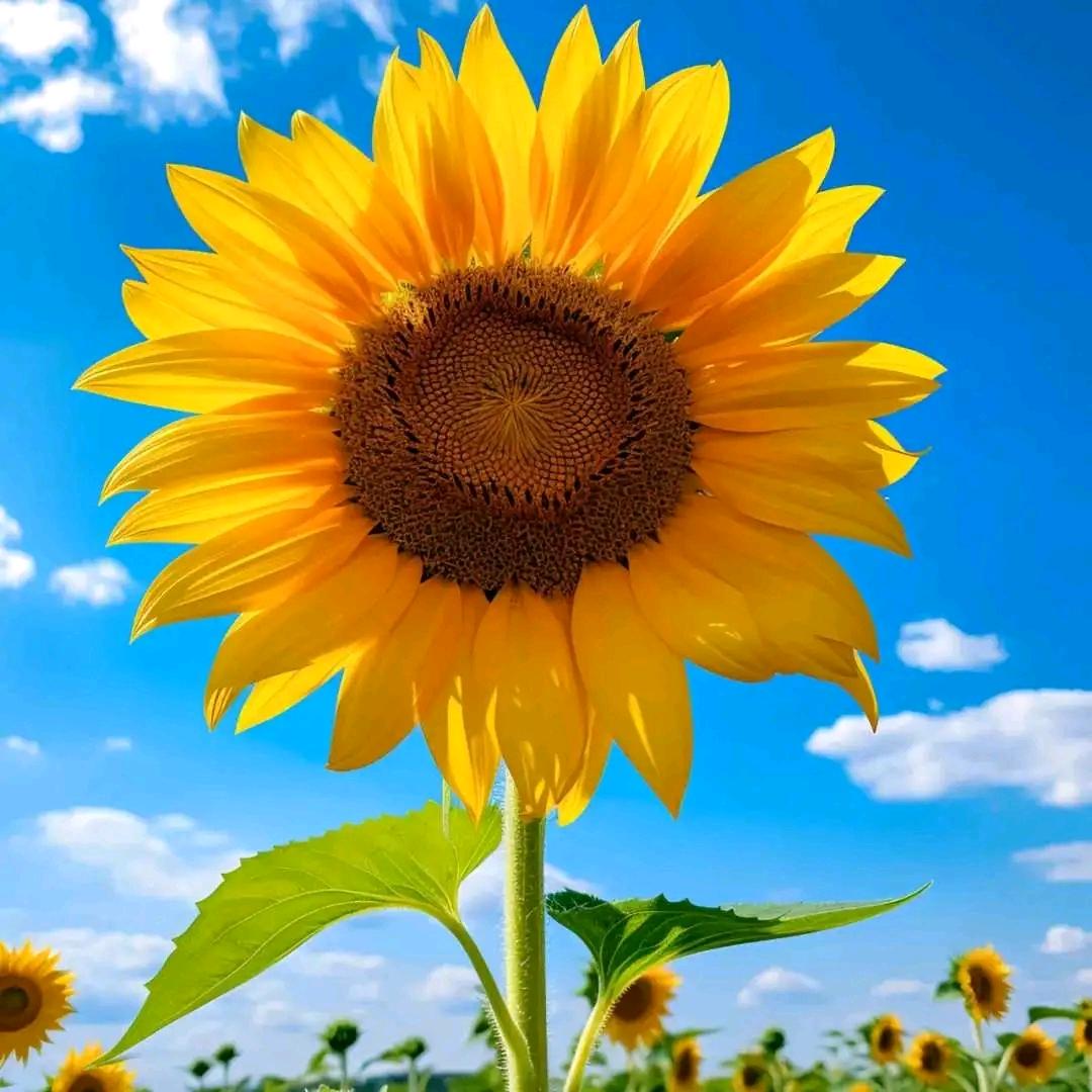 @🌻