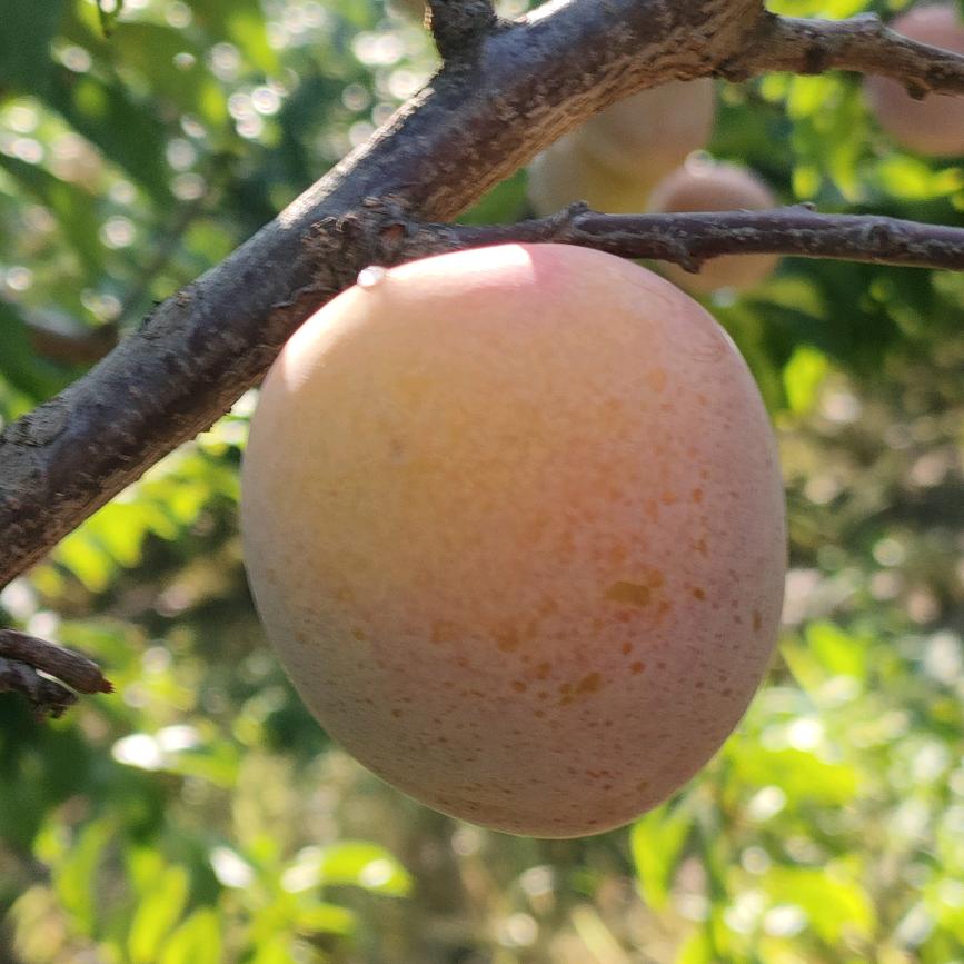 耕晟荣供销合作社