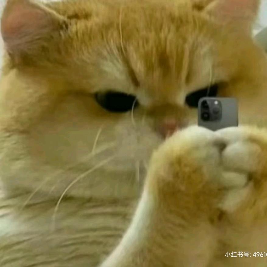 蓬松大猫咪