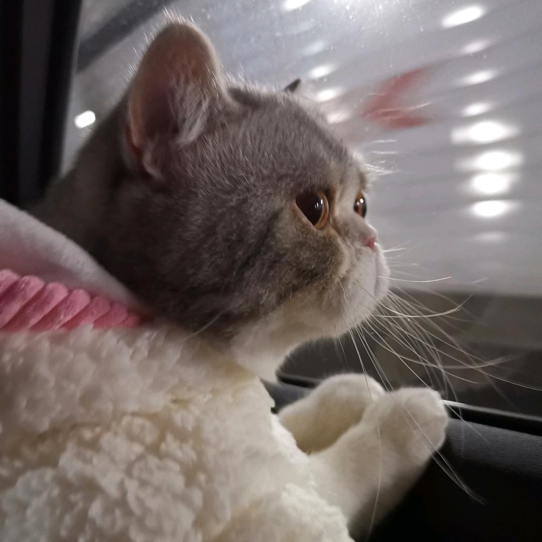 猫是一朵云☁️