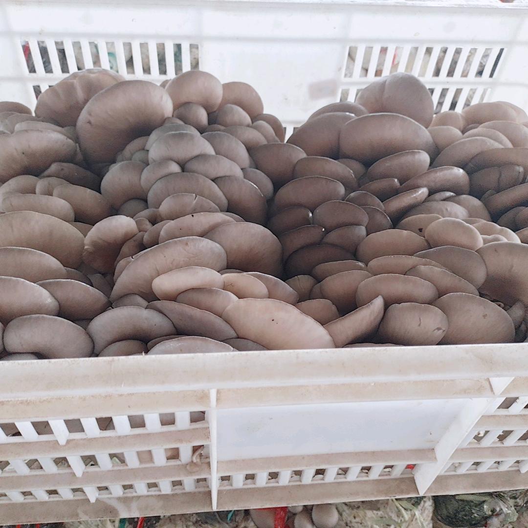 河南平菇菌种菌包源头厂家