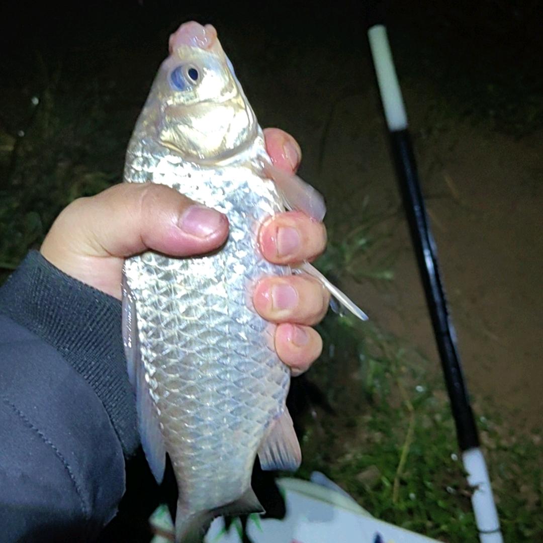 🐡