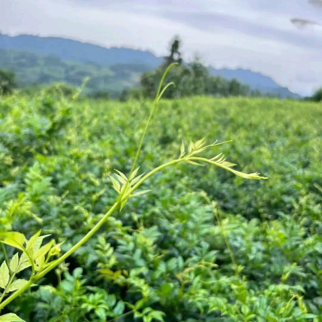 辛志莓茶有限公司