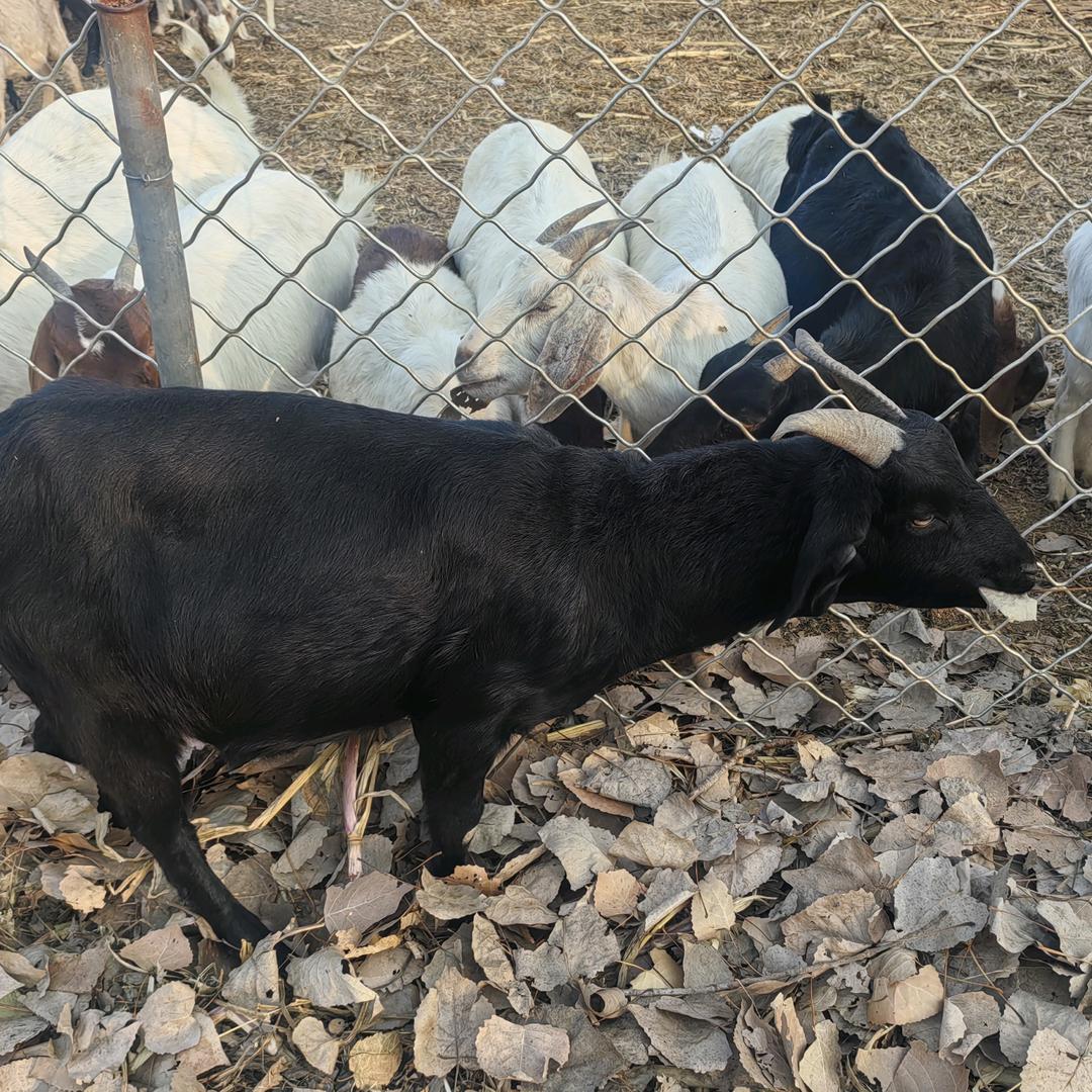 农村土山羊生鲜