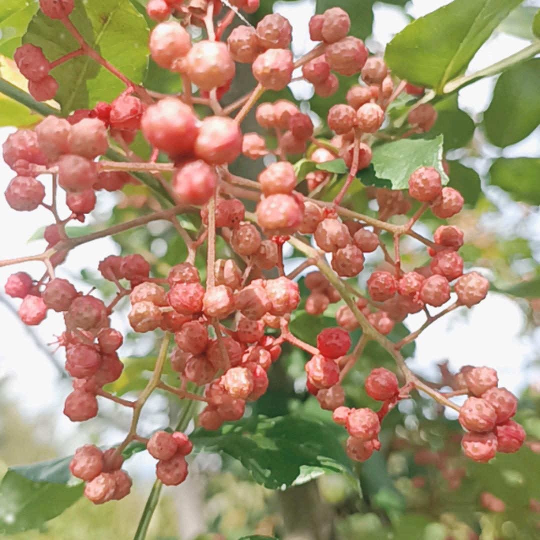 金川木居里万红农场