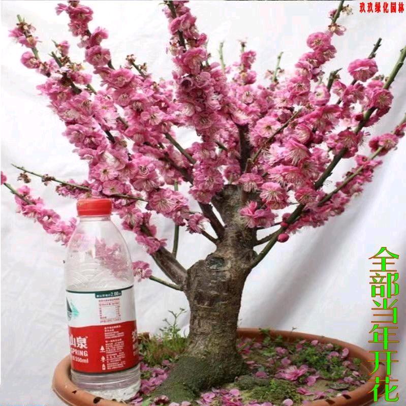 涵枫子玉氯酸