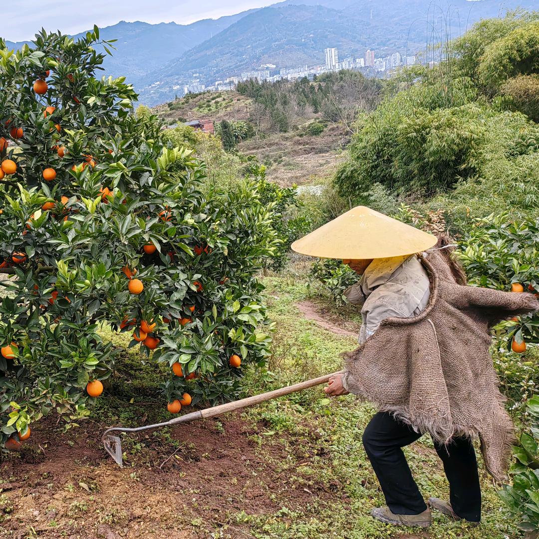 重庆的橙子