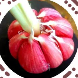 老铁大蒜交易市场《蒜王老丁俏大嫂丰庄店》