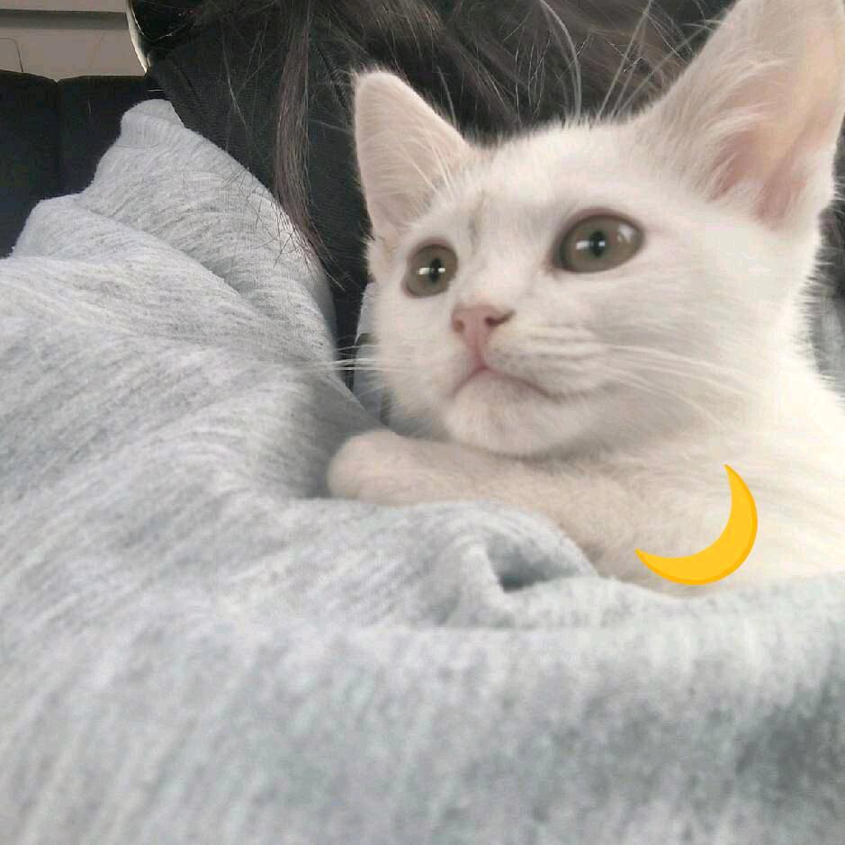 蛋挞布丁🌙