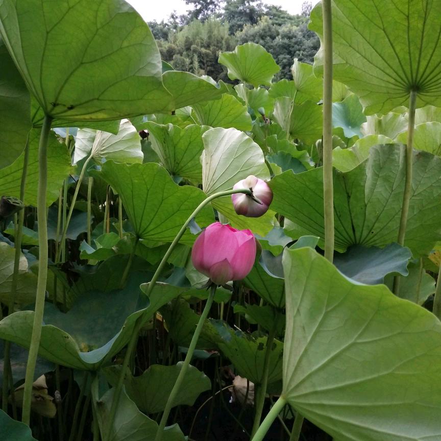 一生无悔