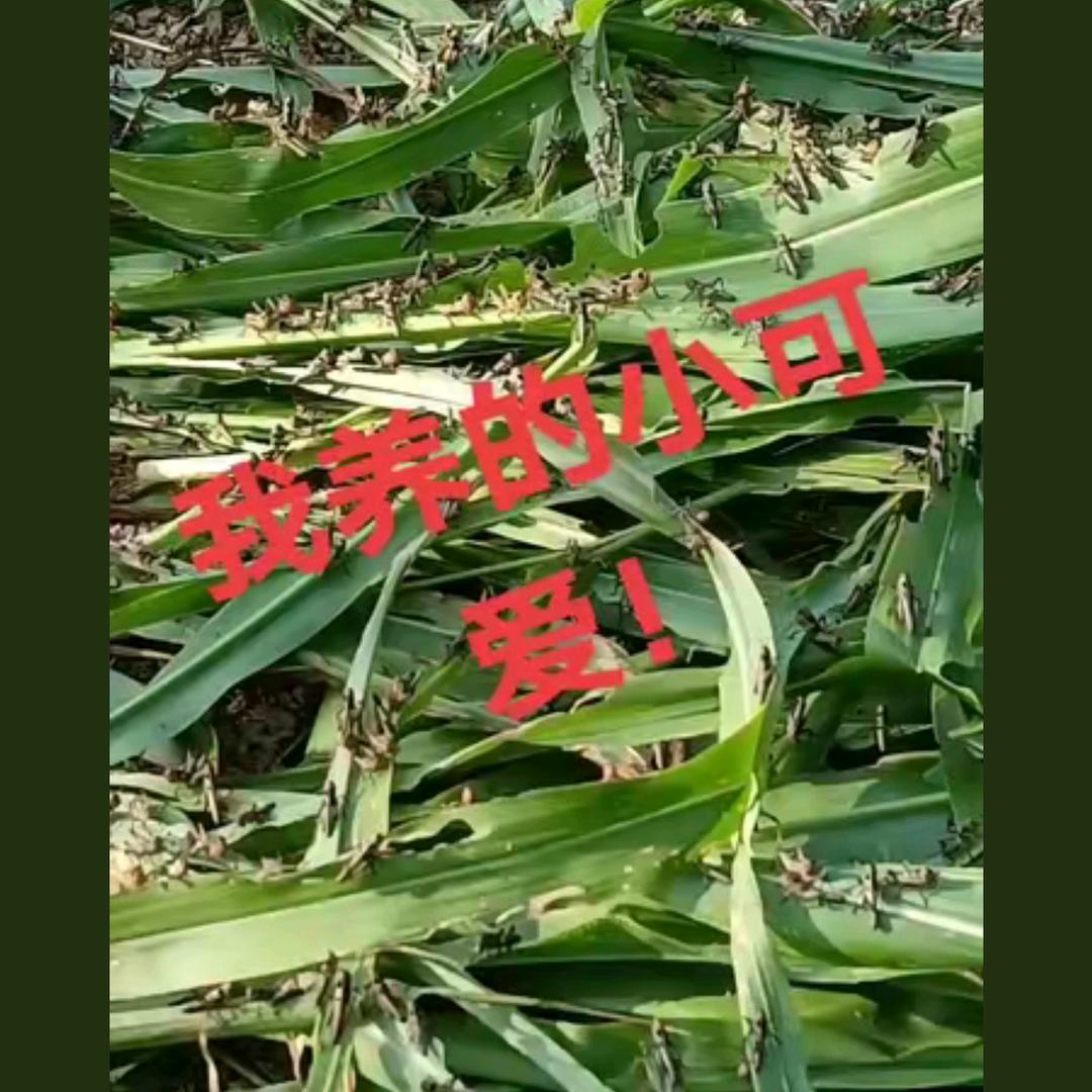 袁来是李